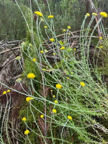 Helichrysum cymosum subsp. cymosum spaced inflorescences